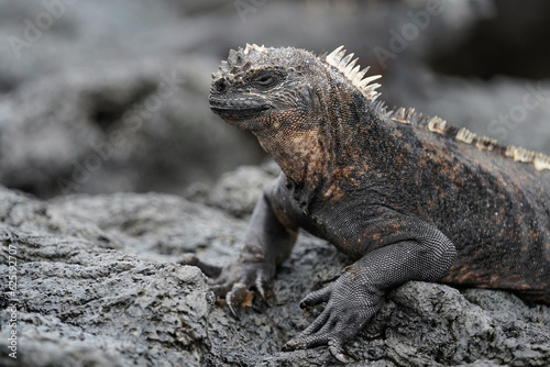Marine iguana on the volcanic rocks  Isabela Island  Galapagos 