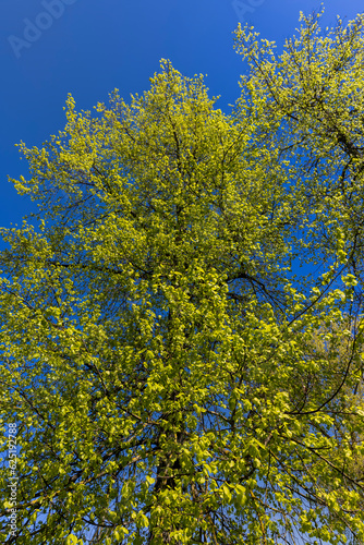 green young foliage of spring lime trees
