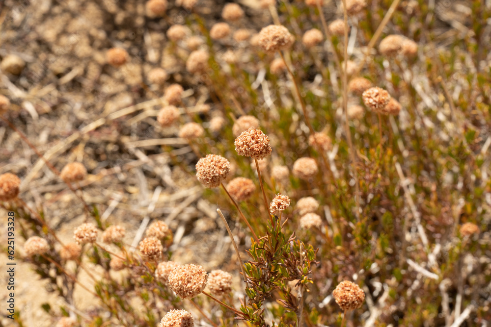 desert dry flowers