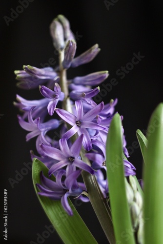 Fototapeta Naklejka Na Ścianę i Meble -  close up of hyacinth
