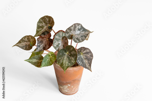 Closeup view of small rhizomatous begonia in clay pot with green, silver and dark red foliage isolated on white background photo