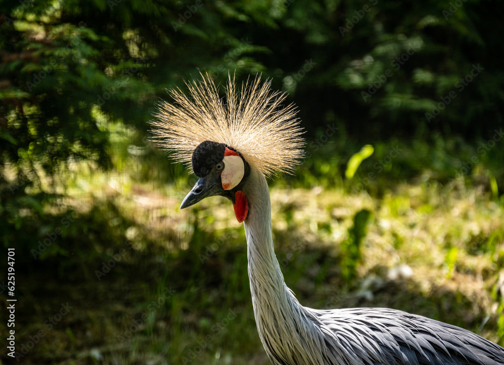 Fototapeta premium beautiful bright bird with an unusual color close-up