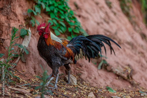 The background of chicken species, animals that are grouped together and are blurred by the movement to find food, popular for sale or propagation on farms photo