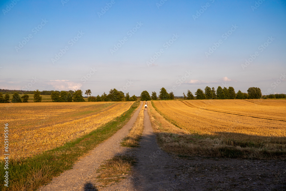 Panorama of a dirt road with trees