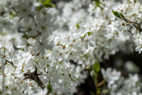 white cherry blossoms in the spring season, beautiful cherry © rsooll