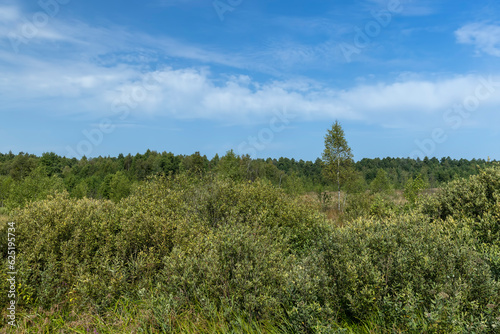 Fototapeta Naklejka Na Ścianę i Meble -  Swampy terrain with plants in summer