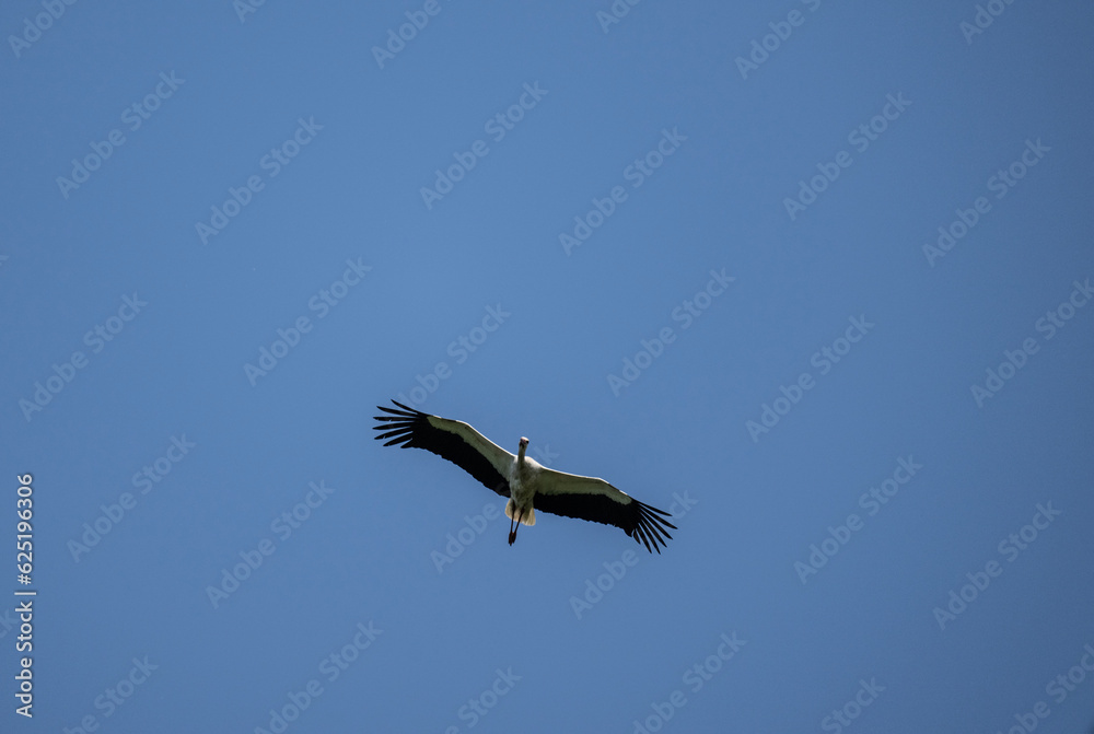 beautiful stork close-up in natural conditions on a summer day beautiful stork close-up in natural conditions on a summer day