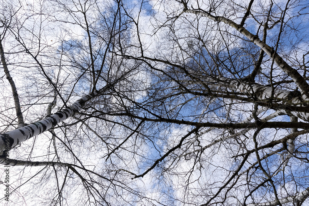 tall old birch during flowering and without foliage tall old birch during flowering and without foliage