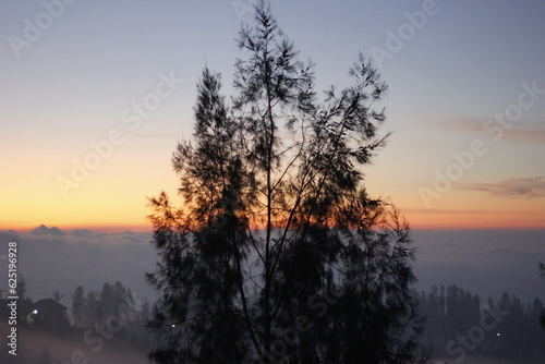 silhouette of an evergreen tree in the evening sunset against a red sky
