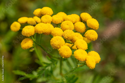 Close-up shot of the bright yellow blossoms of common tansy (Tanacetum vulgare) in full bloom photo
