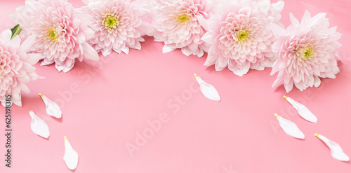 pink chrysanthemums on pink background