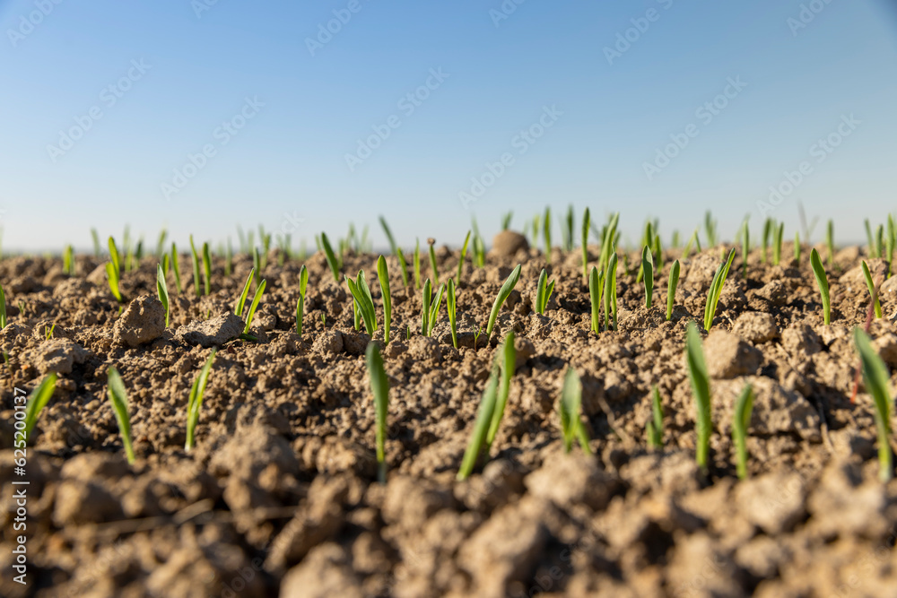agricultural field with green signs in the spring season