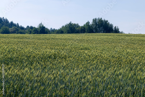 An agricultural field where ripening cereal wheat grows