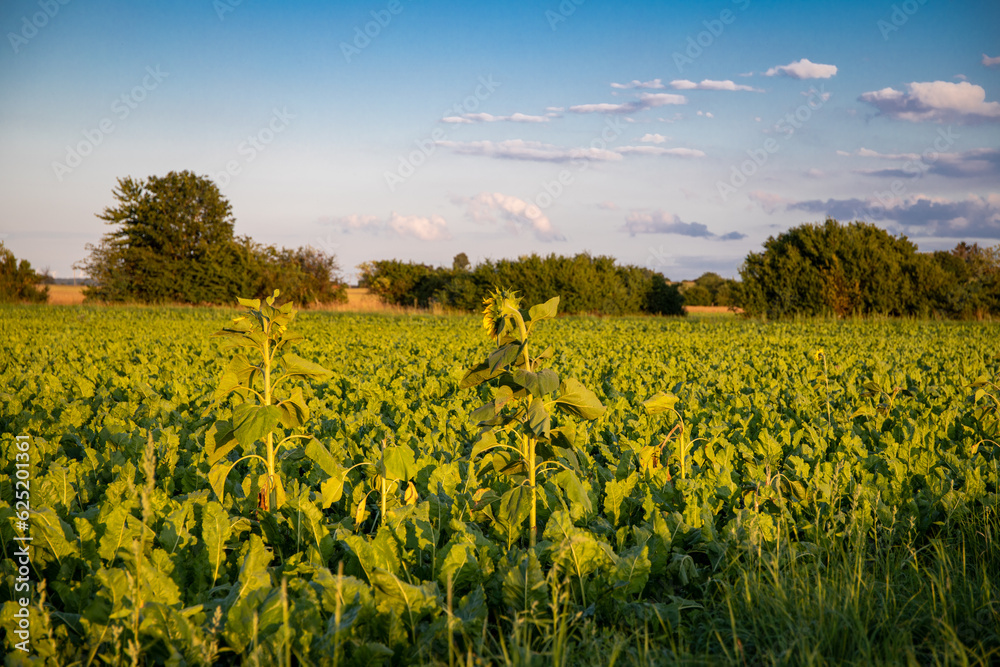 Obraz premium Landscape panorama with trees, blue sky and white clouds