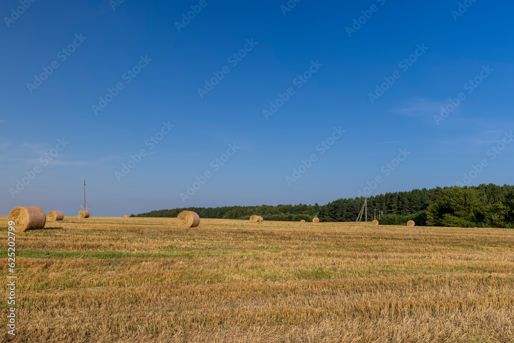 Fototapeta premium A field with cereals in the summer