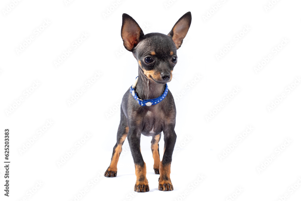 chihuahua dog chihuahua dog
