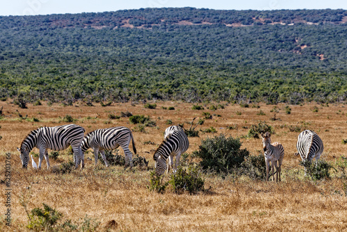 Burchell  s Steppenzebras