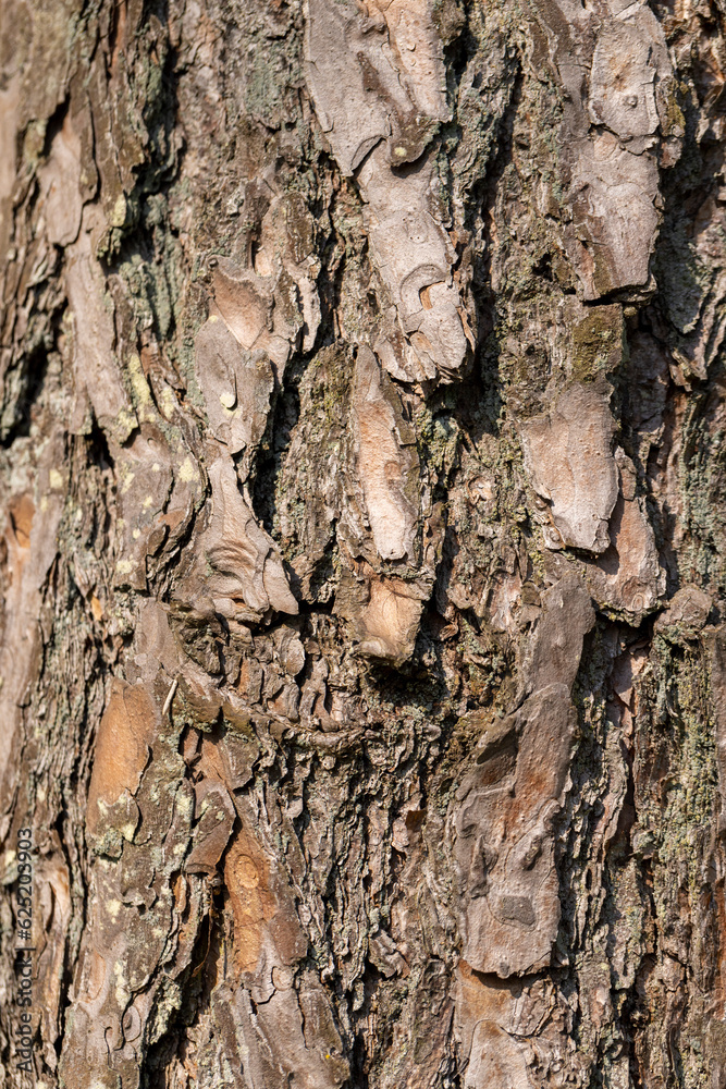 details of the trunk of an old pine with bark of brown shades details of the trunk of an old pine with bark of brown shades
