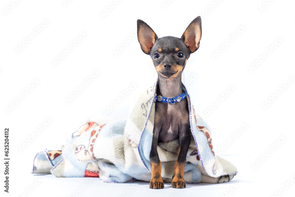chihuahua dog chihuahua dog