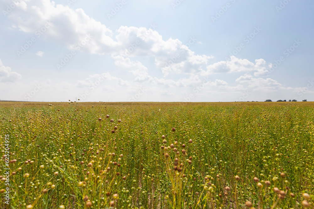 an agricultural field where flax is grown, the cultivation of flax