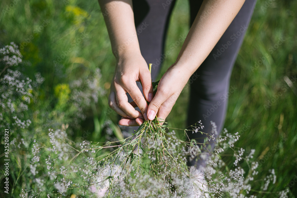 female hands picking wild flowers in summer