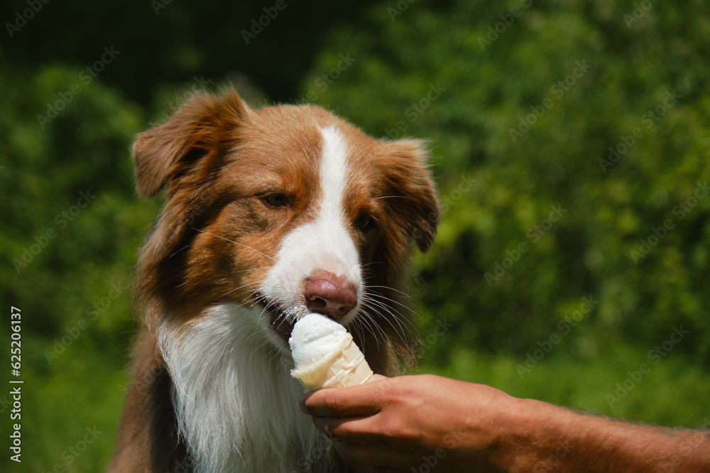 Australian shepherd Dog eating ice cream and enjoying it in a very hot summer day. Hand of male pet owner holds ice cream for the dog. The concept of harmful and sweet food for pets.