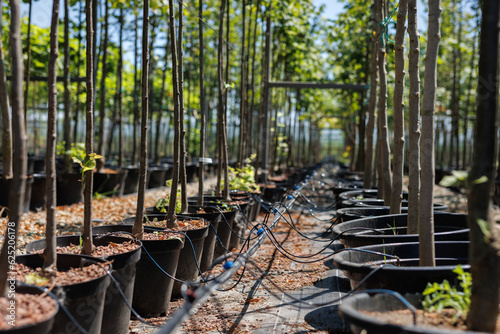Nut trees in plastic pots on tree nursery