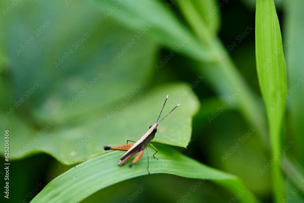 Close-up view of grasshopper on green leaves
Close-up view of grasshopper on green leaves