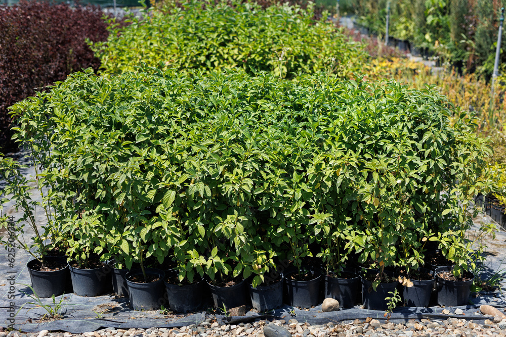 Seedlings of ornamental trees and shrubs in the nursery for plants