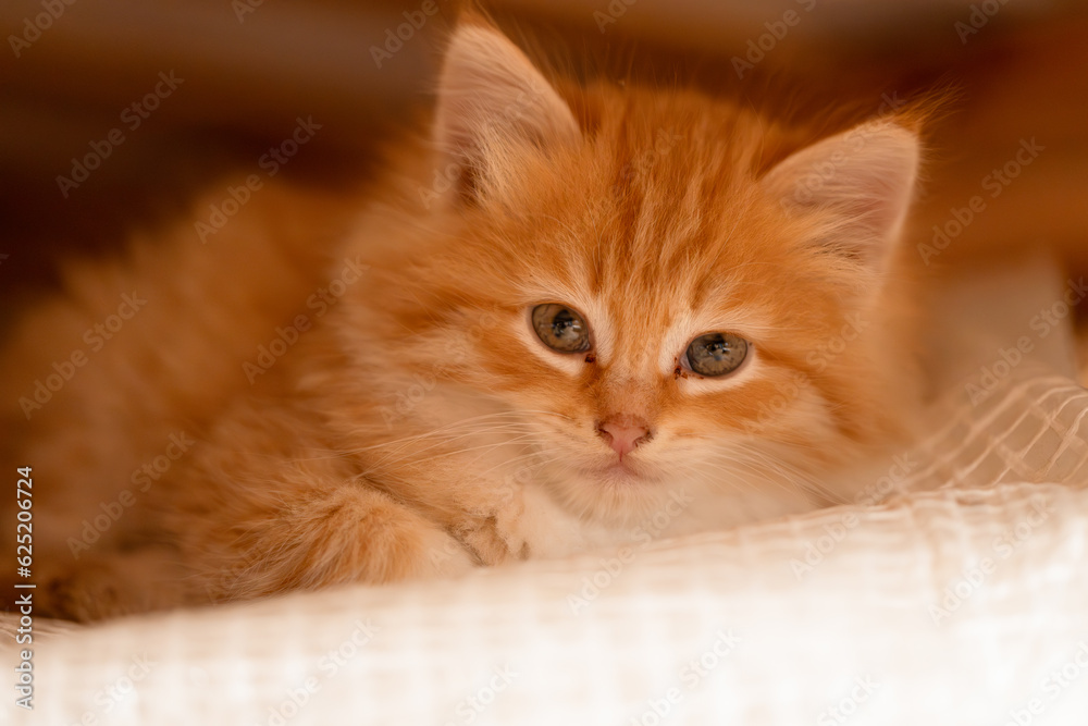 small beautiful red kitten close-up