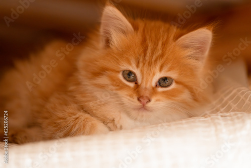 small beautiful red kitten close-up © Olga