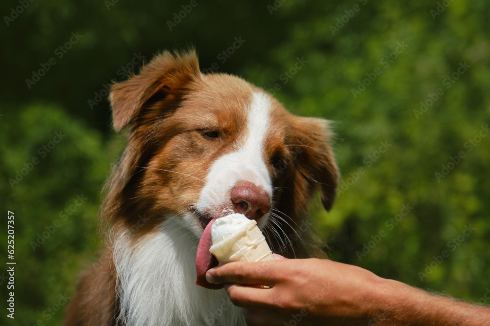 Australian shepherd Dog eating ice cream and enjoying it in a very hot summer day. Hand of male pet owner holds ice cream for the dog. The concept of harmful and sweet food for pets.