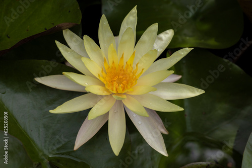 The yellow lotus flower begins to bloom.