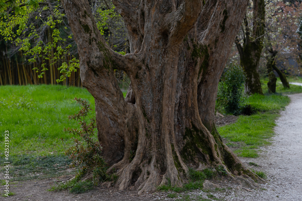 Great gnarled tree trunk in summer tropical garden Great gnarled tree trunk in summer tropical garden