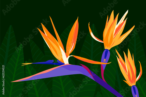  Tropical, summer exotic flowers and leaves, dark night jungle vector illustration. Bird of paradise, orange,yellow and  purple color Strelitzia floral wallpaper, poster, banner