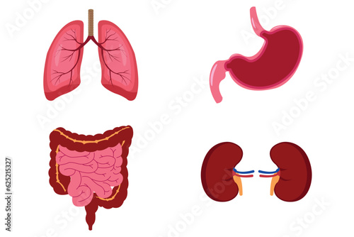 human internal organs icon set with kidneys stomach lungs and intestines. illustration educations. eps 10