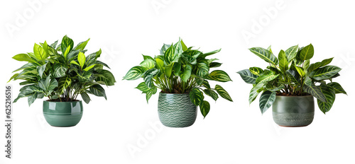 Various of beautiful houseplant for decor home. Generative Ai 
