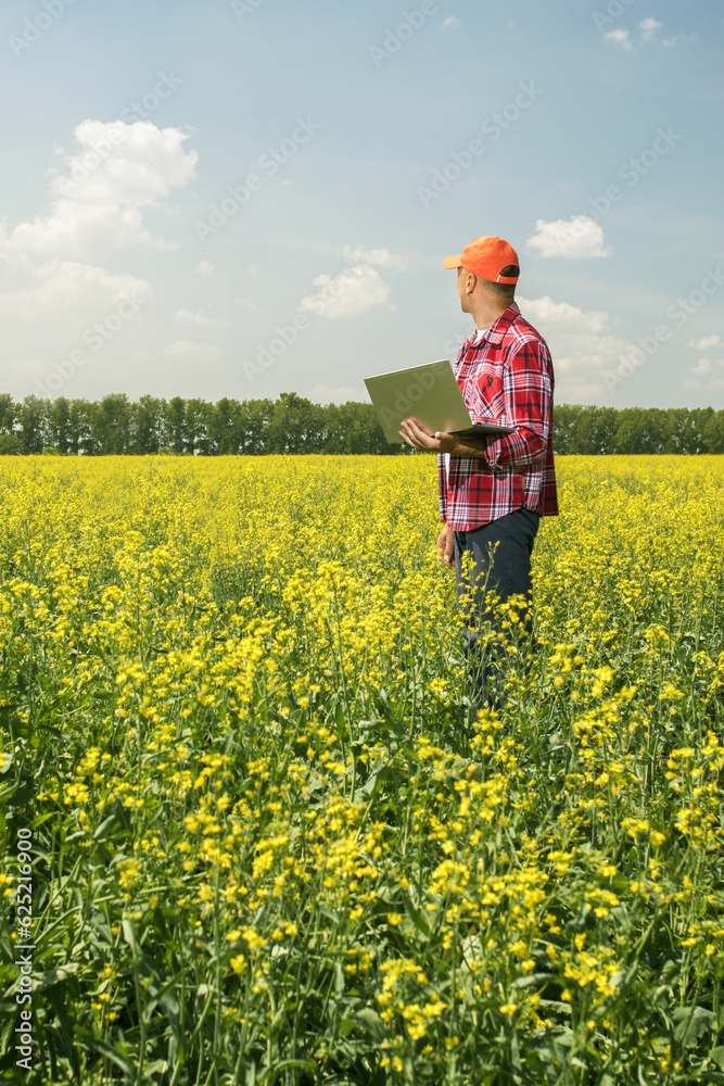 Agronomist or farmer with paptop Inspecting canola field. agriculture business concept.