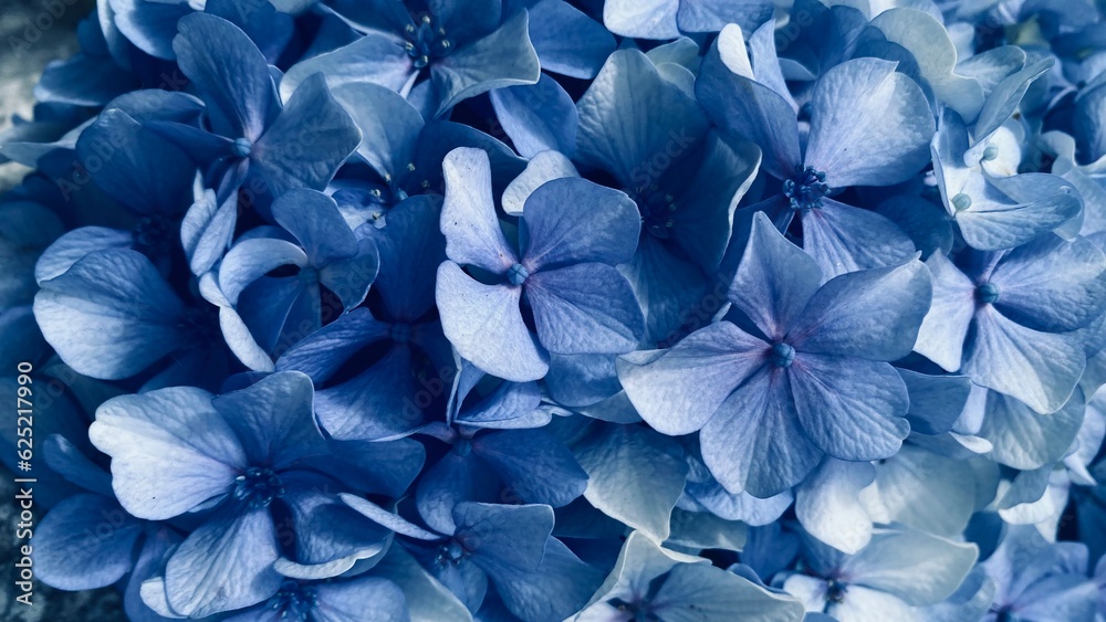 Macro photography of the flowers of the blue Hydrangea macrophylla. Close-up. floral background Macro photography of the flowers of the blue Hydrangea macrophylla. Close-up. floral background