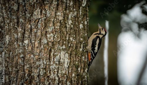 Bird (Woodpecker) on tree