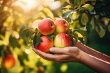 Close-Up Hand Harvesting Apple