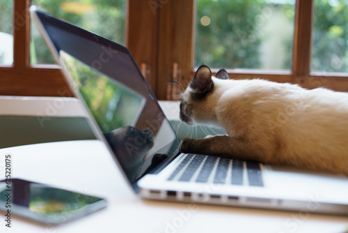 Animals cat acting like a human. Cat working at Laptop computer