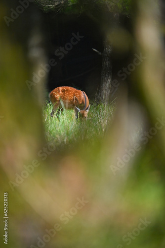木の隙間から見る鹿 © bokotosan