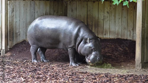 hyppo walking in the zoo. photo