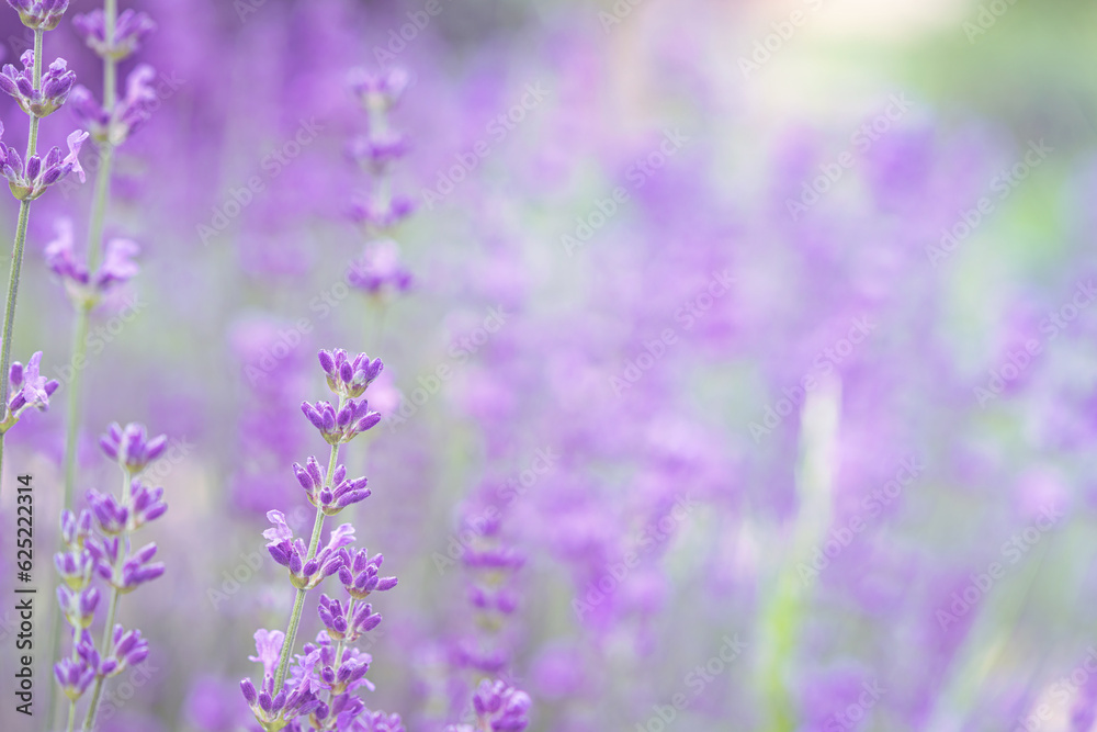 Obraz premium Violet fragrant lavender flowers.