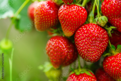 Fresh red strawberry fruit