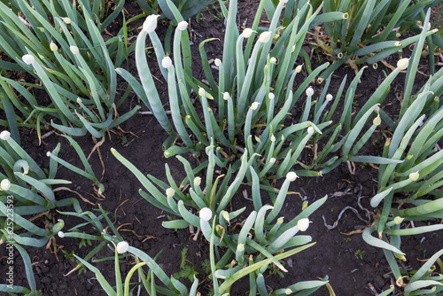 Top view on spring onion on in the vegetable bed. Japanese bunching onion or Allium fistulosum. Welsh onion on vegetable garden. Growing organic vegetables at the farmhouse.