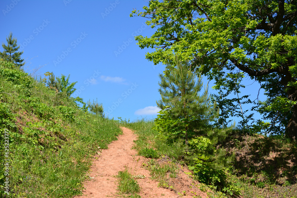 footpath in the mountains with green grass and trees going up copy space 