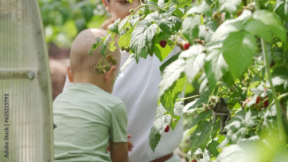 mother and child picking ripe raspberry in the garden mother and child picking ripe raspberry in the garden