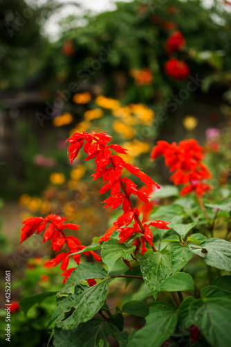 red salvia flowers in the garden. Ember's Wish
Salvia hybrida